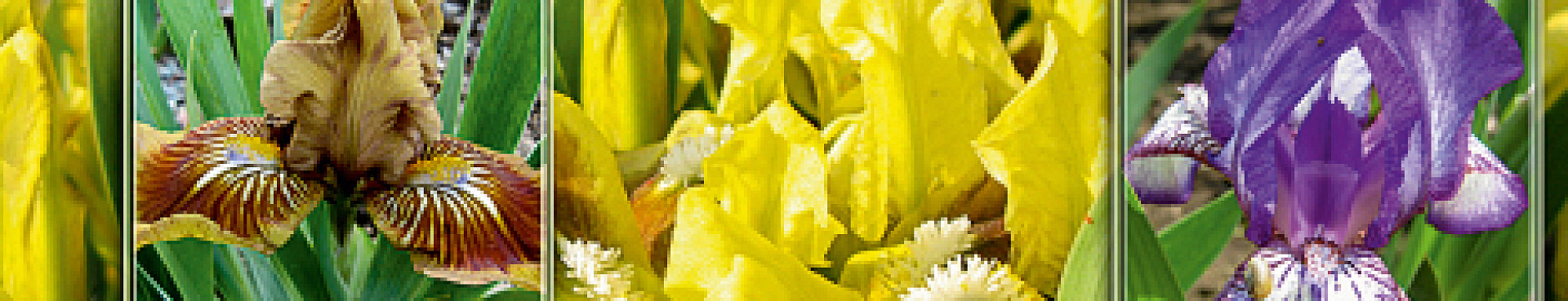 Ирис садовый (Iris germanica). Культурные Цветы садовые Кубани. Краснодарского края.(фото)